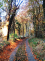 Waldweg im Herbst